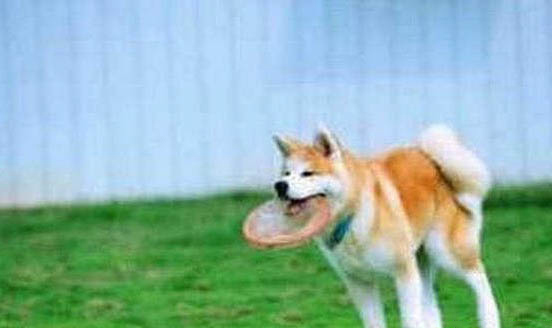 为什么秋田犬禁养