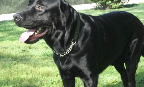 拉布拉多可以当警犬吗