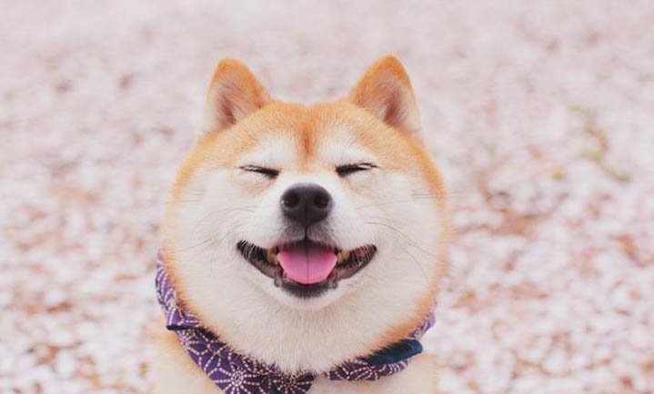 三门峡哪里有卖柴犬