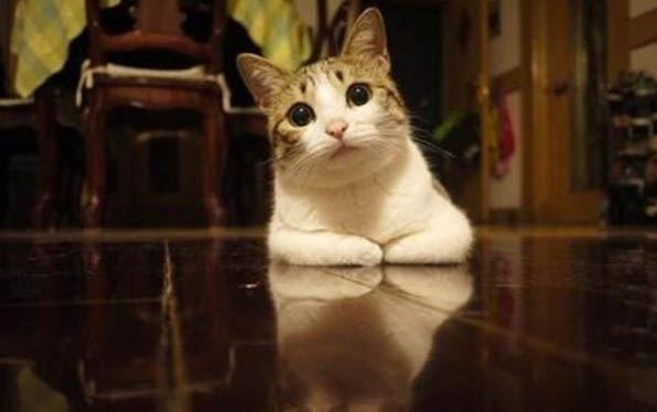 小猫咪几个月大可以看出毛色