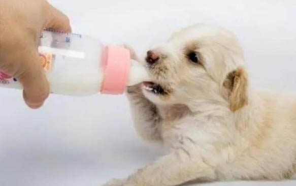 狗狗喝葡萄糖水的好处是什么