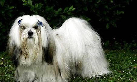 拉萨犬吐白色粘稠液体的原因及处理方法