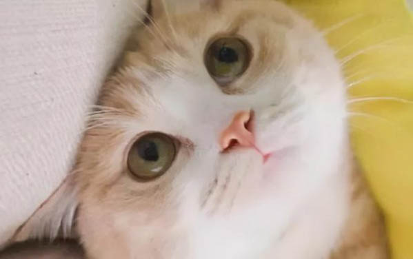 为什么猫咪总叫唤不停呢