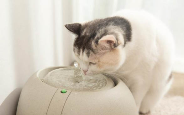 猫怀孕多长时间生小猫