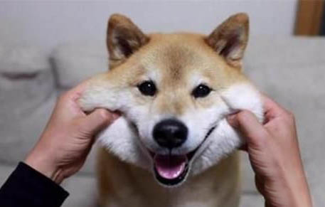 柴犬与柯基的区别