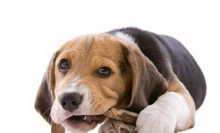 狗狗舔人不单单是喜欢你，还有可能是你身上又脏又臭？