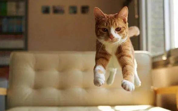 出生两天小猫张嘴喘气