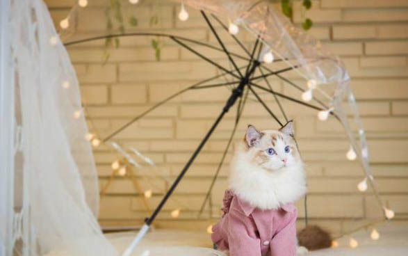 两个月的小猫能吃干猫粮吗
