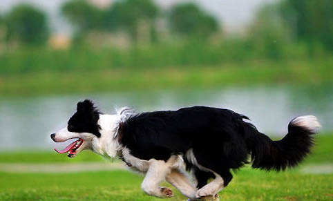 怎么样挑选边境牧羊犬?