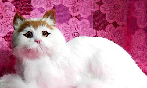 蒂凡尼猫发烧怎么处理
