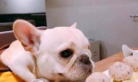 狗狗耳朵血肿的原因及处理方法