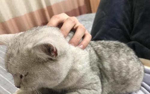 两个月小猫有泪痕是什么原因造成的