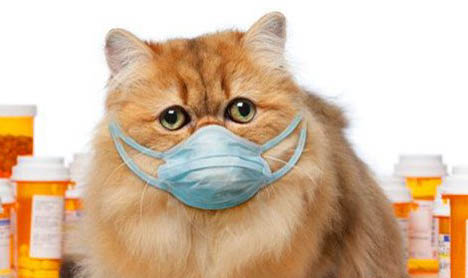 治疗猫哮喘最有效的药