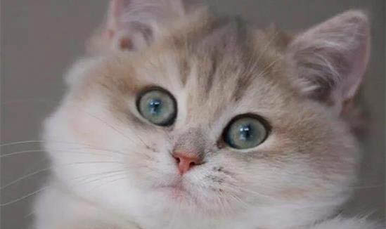 猫咪走路不稳往一边倾斜
