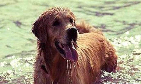 狗狗突然严重流口水是什么原因