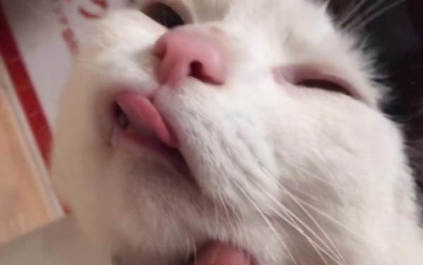家养猫咪多长时间驱虫一次