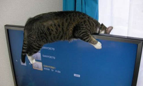 猫咪毛囊炎会传染给别的猫吗