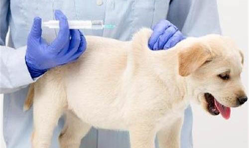 狗狗的检疫证在哪里办