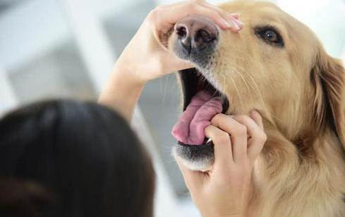 预防狗狗牙齿疾病的好方法