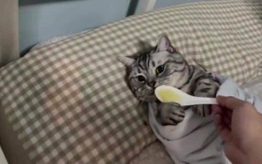 猫咪黑下巴是什么原因导致的