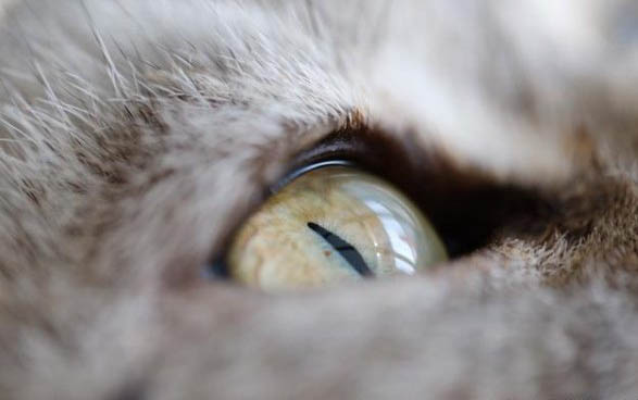 猫咪口腔溃疡、口臭吃什么药好?