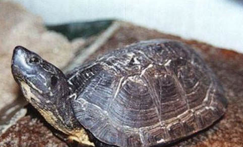 四个常见的乌龟品种