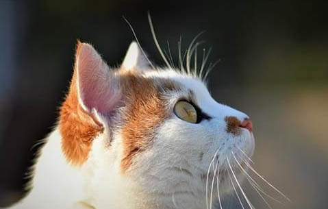 南昌哪里有正规的猫舍