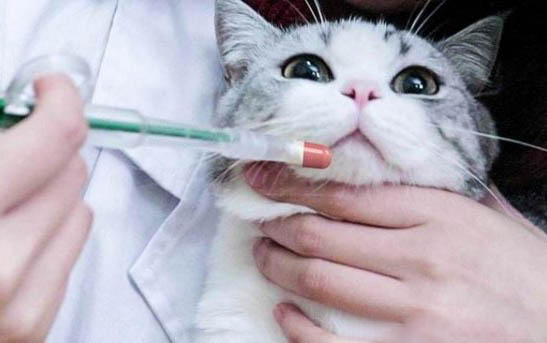 小猫能喝热水吗?