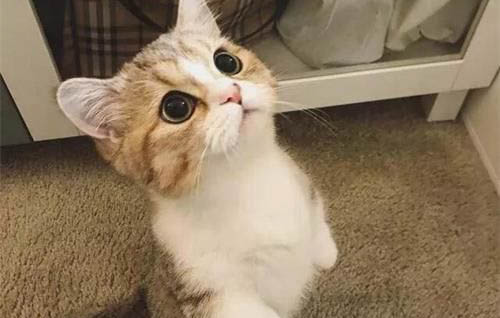 猫咪的反应速度是人的多少倍