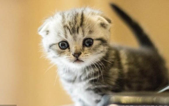小猫一直吐黄水怎么办?