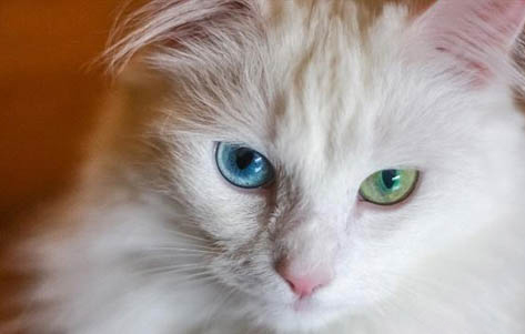 给猫咪煮鸡胸肉后悔死了