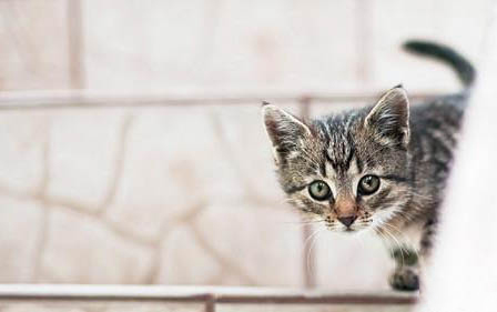 请问猫咪呕吐的原因及处理方法?