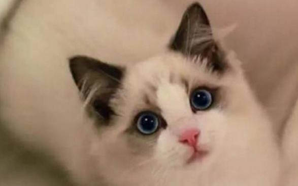 给布偶猫咪取什么名字好听