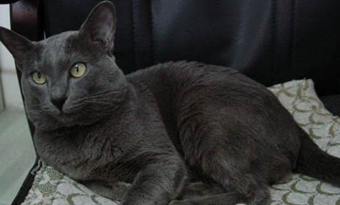 新手养蓝猫有哪些注意事项
