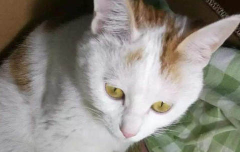 猫咪怎么看年龄