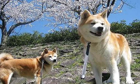 北京秋田犬多少钱一只