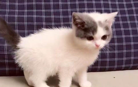 猫结膜水肿