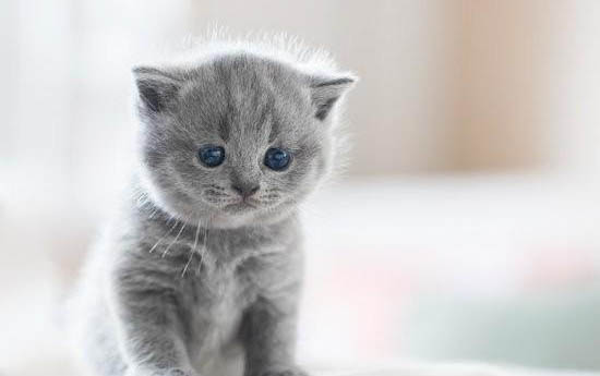 猫咪经常喜欢咬人怎么办