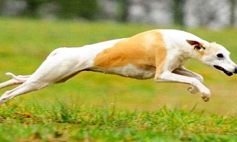 黑色比特犬是纯种吗