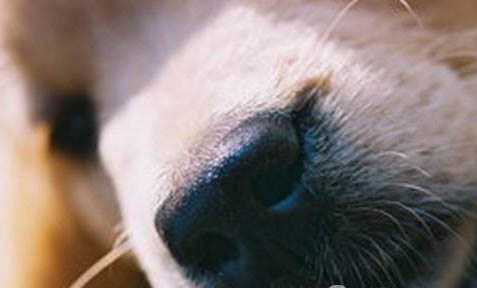 狗狗打了狂犬疫苗多久可以洗澡
