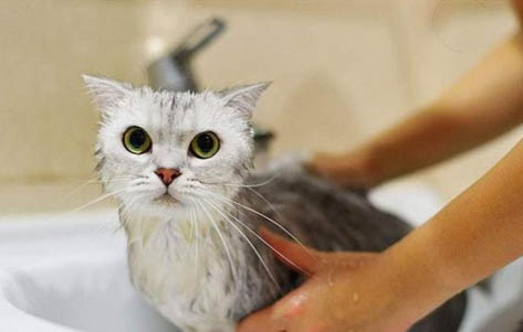 猫咪的牙掉了还会长吗?