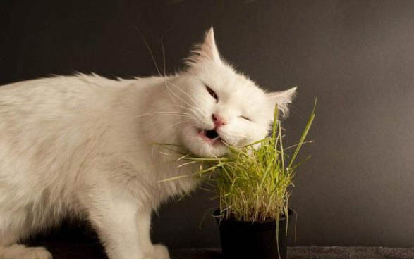 好听的猫咪名字?