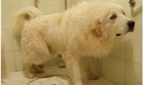 有狗狗伪狂犬病毒疫苗吗