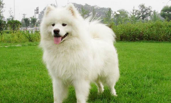 雪纳瑞公狗尿血是怎么回事呢