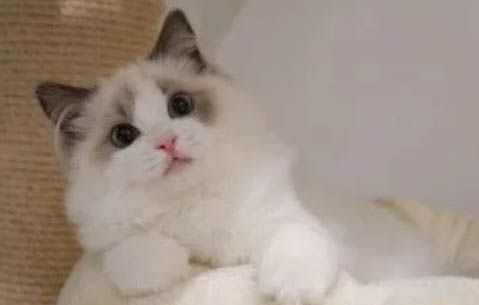 猫咪吐毛球是好事还是坏事
