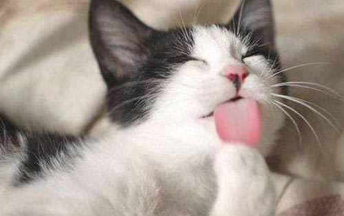 猫咪会憋屎憋尿吗?