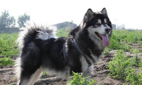 阿拉斯加犬的优点和缺点都有哪些