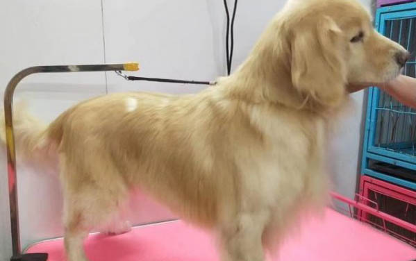 哪里有金毛幼犬卖