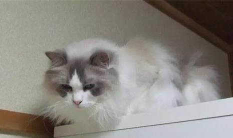 猫三联第一针和第二针隔多久