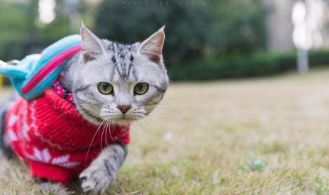 猫咪肉垫蜕皮正常吗